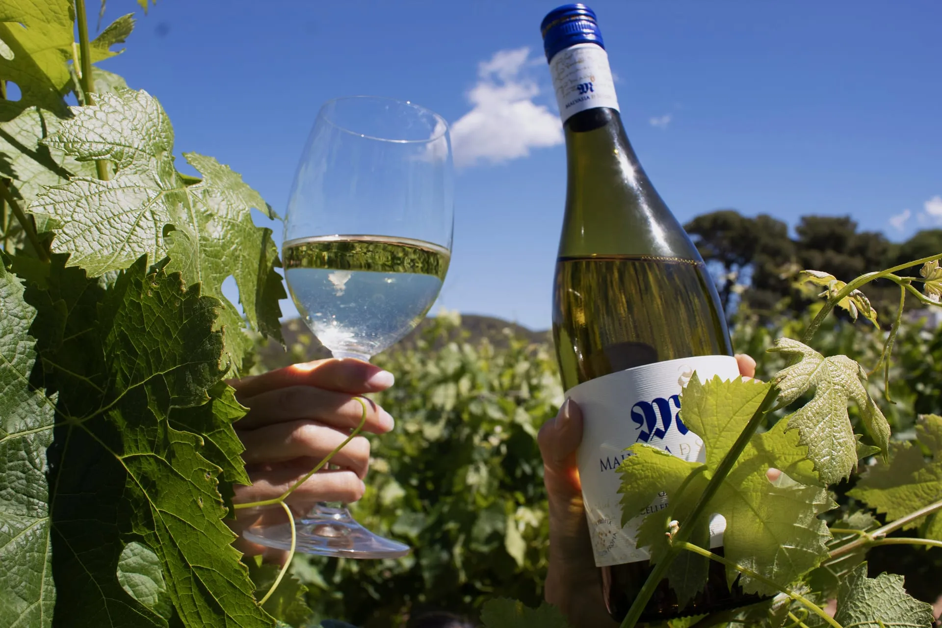 Bodega Can Pagès con barriles de roble