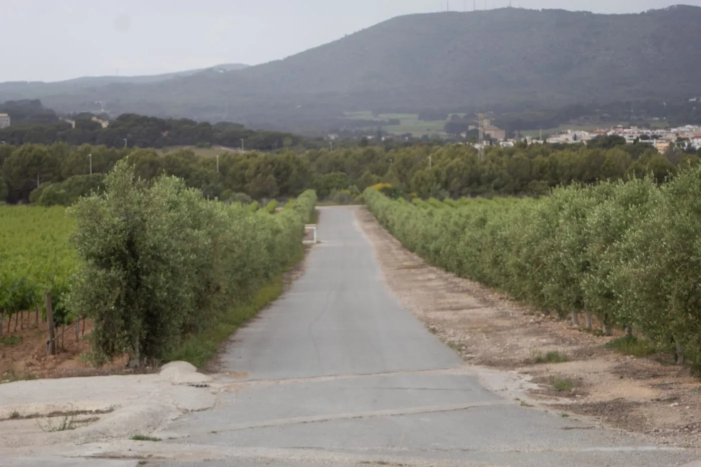 Camino entre las viñas y los olivos del Penedès, a un paso del Mediterráneo
