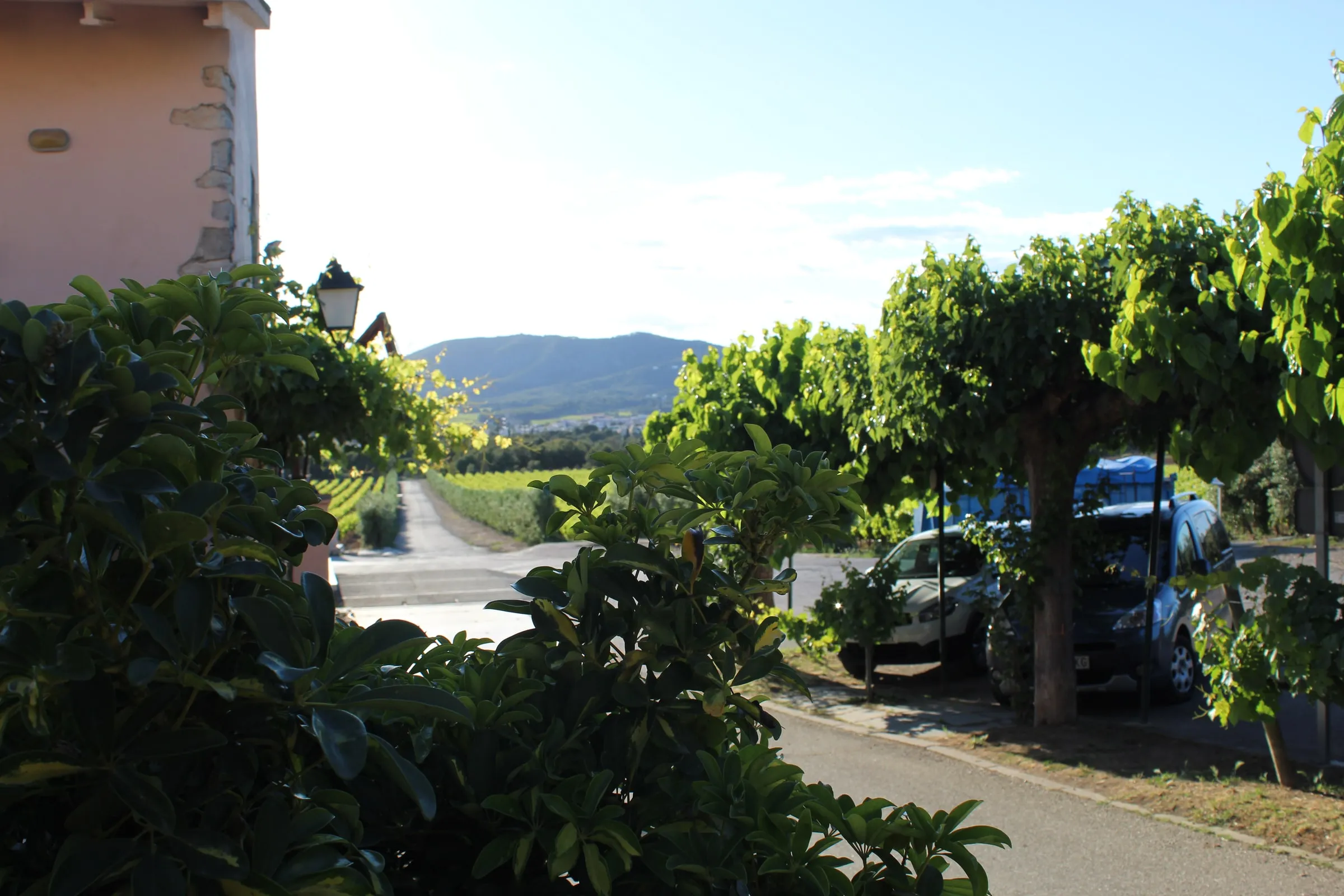 Camino entre las viñas de Celler Can Pagès con la masía al fondo