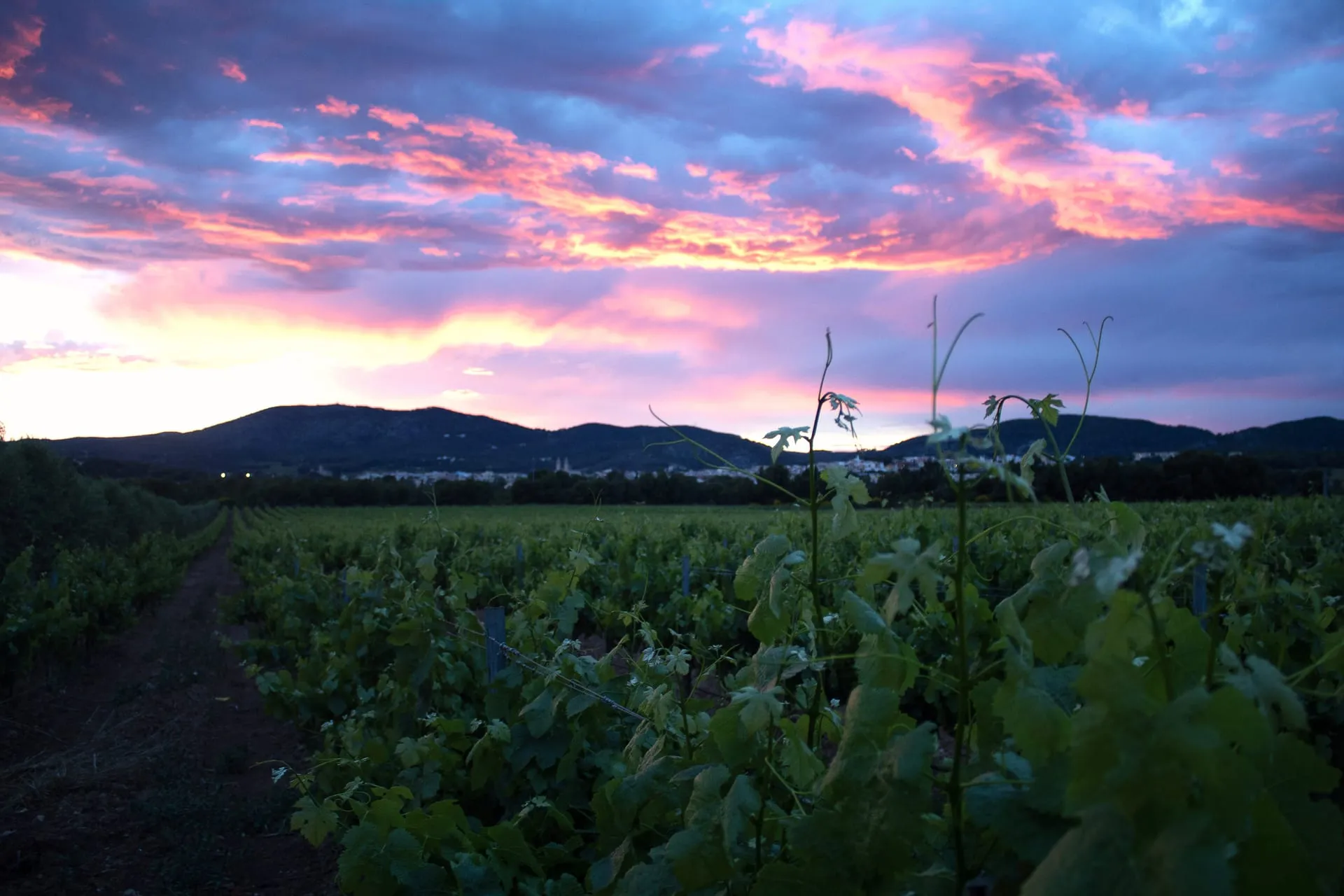 Viñedo del Penedès al atardecer
