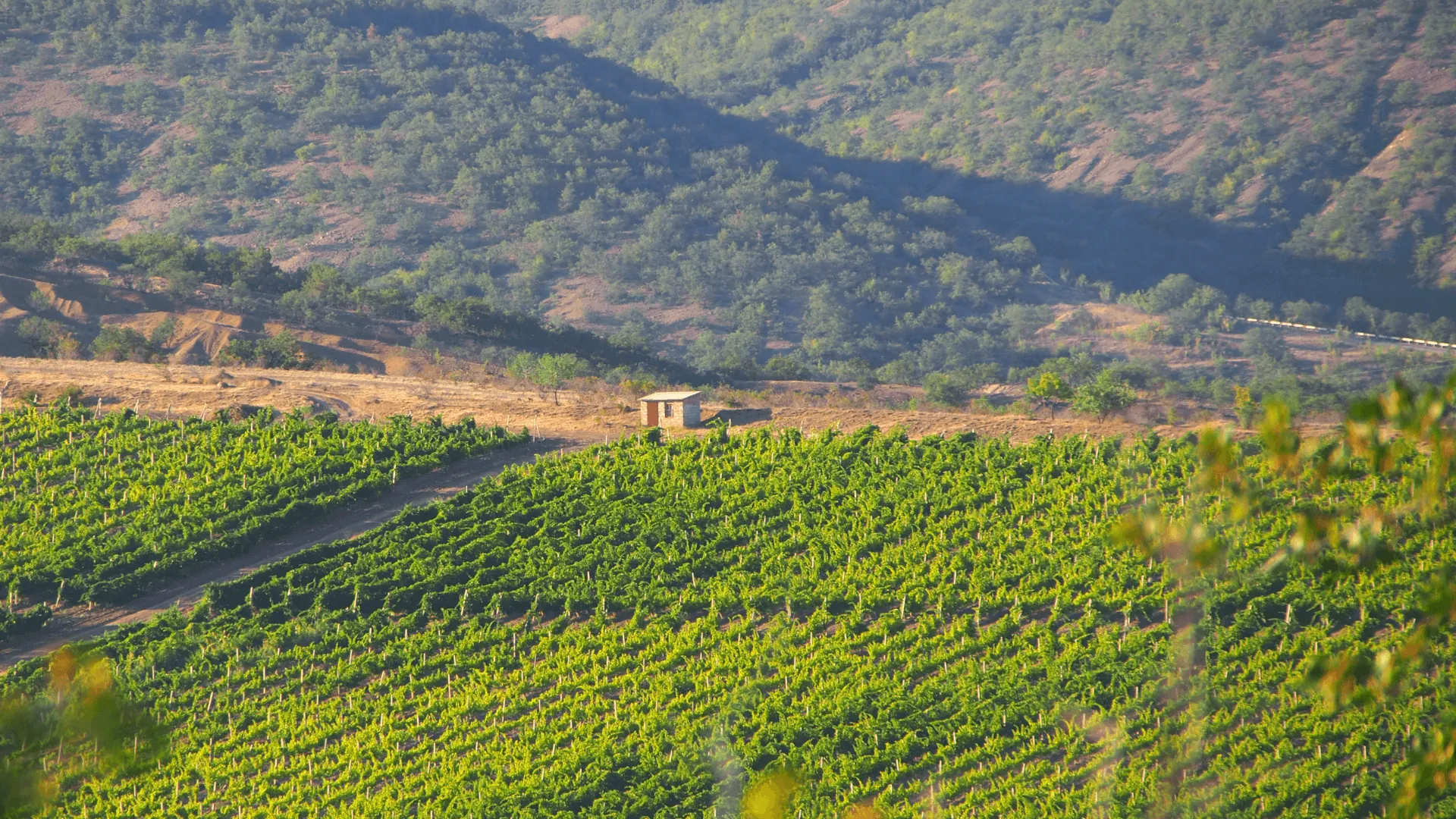Viñedo del Penedès al atardecer con una cabaña en medio de las hileras de vides